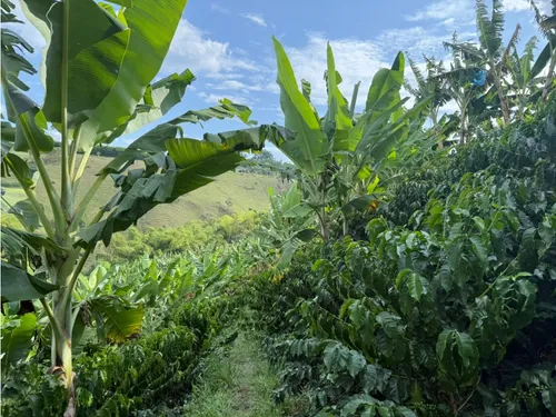Venta Finca Circasia Cafe - Platano - Banano - 12.5 Cuadras