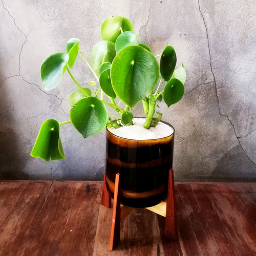Planta Interior Cuchara Little Terrario 16 Con Soporte