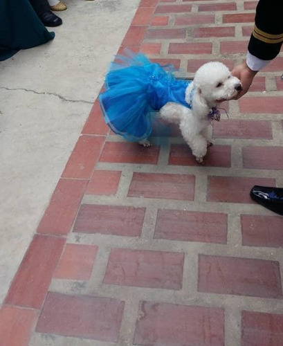 Hermosos Vestidos De Perritas Navidad - Mascotas Ropa Perros