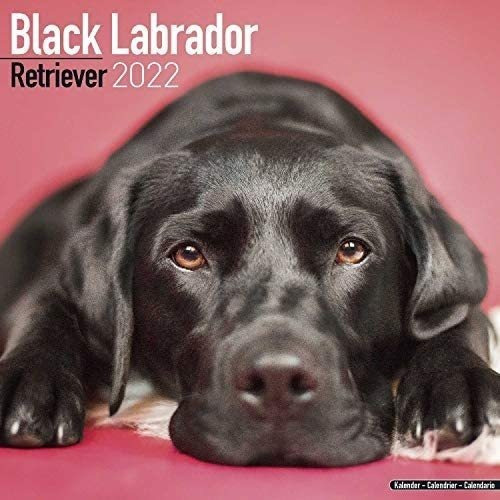 Libro: Black Labrador Calendars 2019 - Lab - Retriever - Dog