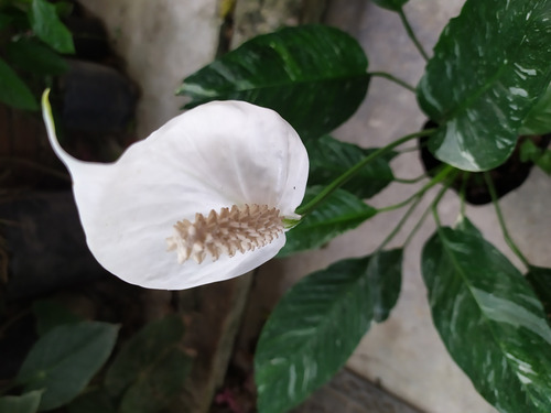 Cuna De Moisés Variagada Muy Bonita