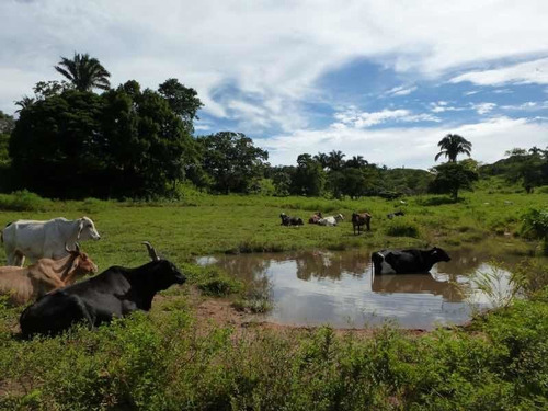 Imagen 1 de 9 de Finca En Venta En Santa Bárbara