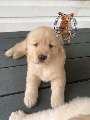 Cachorros Y Cachorras Golden Retriever Pureza A La Vistaa