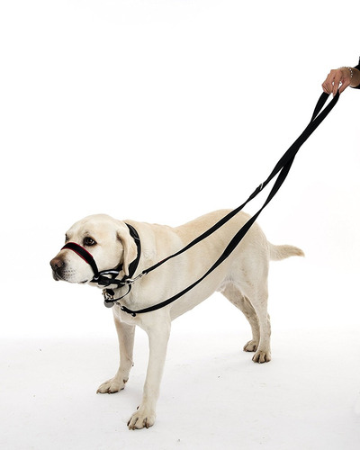 La Principal Compañía De Los Animales Del Entrenamiento Del