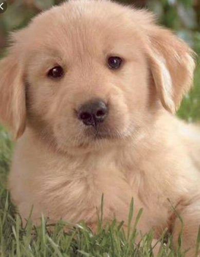 Cachorro Golden Retrivert