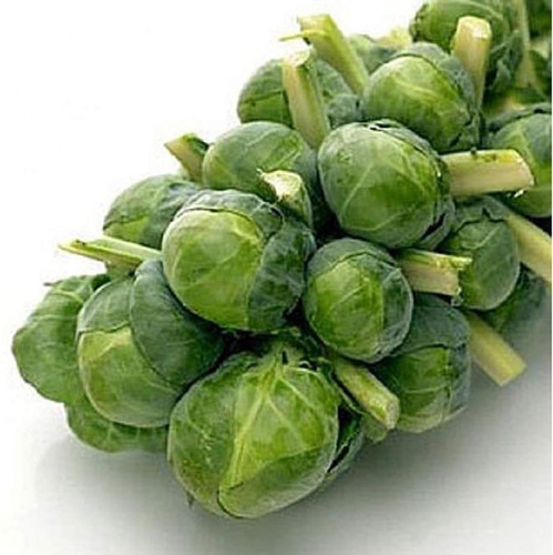 Davids Garden Seeds Brussels Sprouts Long Island Mejorado 1