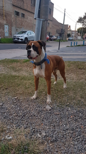 Servicio Monta Boxer Macho