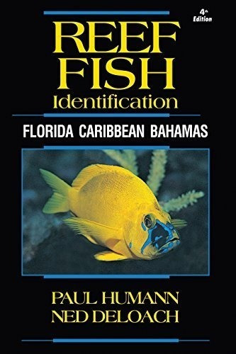 Identificacion De Peces De Arrecife Florida Caribe Bahamas 4