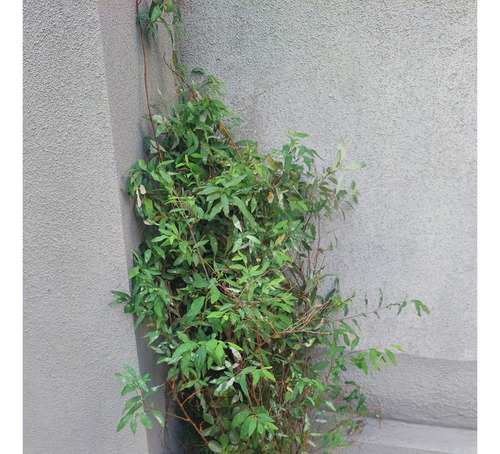 Planta Corona Ramo De Novia Grande En Maceta - Belgrano