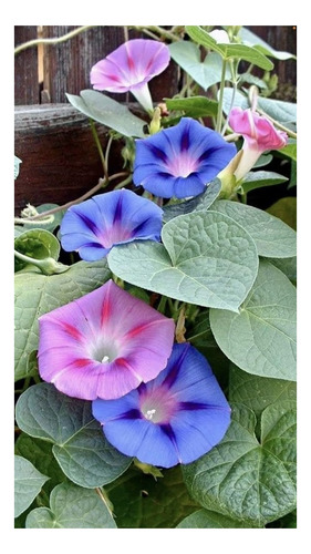 Ipomea Purpurea Mix De Colores -semillas 40 Imp.holanda