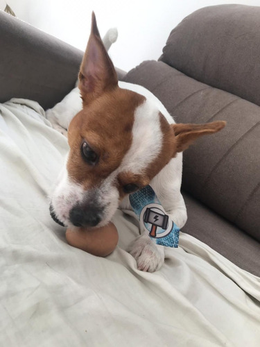 Ovo Brinquedo De Cachorro Borracha Pula Pula Resistente 3uni