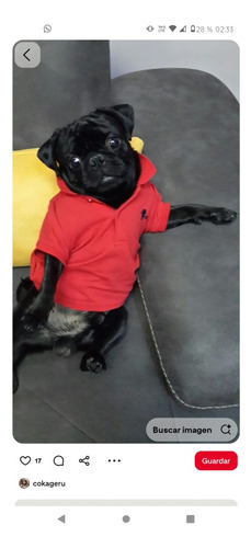 Vendo Cachorro Pug