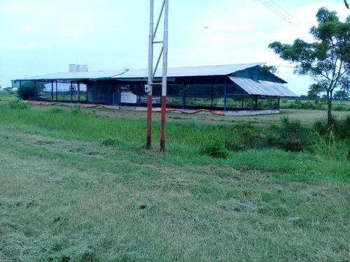 Imagen 1 de 25 de Finca Bufalina Barinas, Parroquia San Silvestre En Venta
