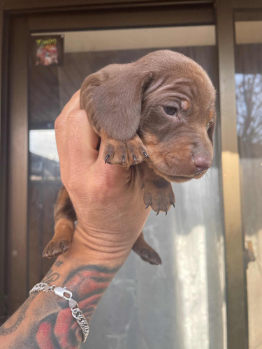 Salchicha Chocolate Hembra Dachshund