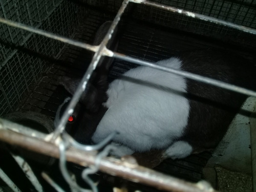 Imagen 3 de 7 de Razas Enanas Para Mascotas,holandes, Hotot, Polih