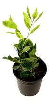 Comprar Planta La Flor De Laurel