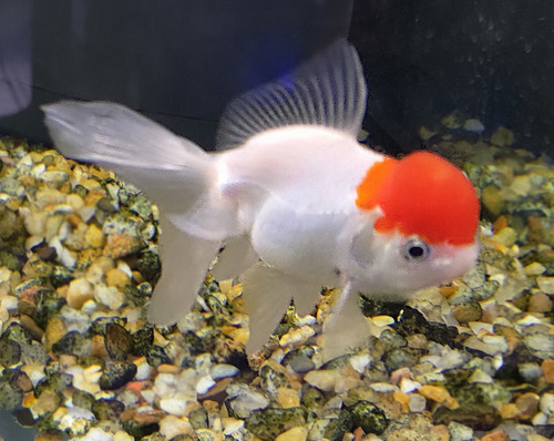 Kinguio Red Cap - Md (carassius Auratus)