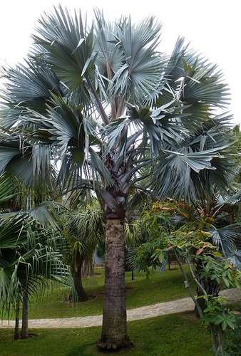 Palmera Bismarckia Nobilis 110lts (seña)