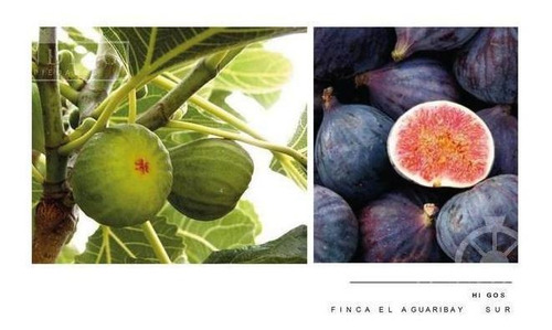Imagen 12 de 30 de Campo - Finca Productiva De Primer Nivel, Mendoza, 80 Hectareas