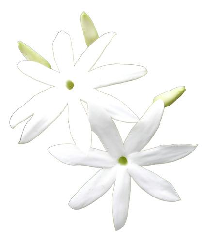 Jazmin Estrella ( Planta ) , Jasminum Multiflorum