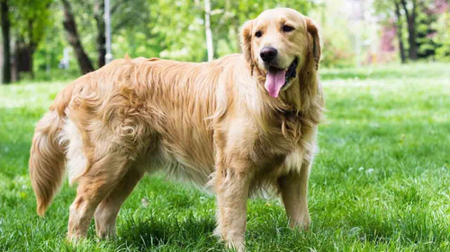 Imagen 3 de 3 de Golden Retriever Hermosos Cachorros