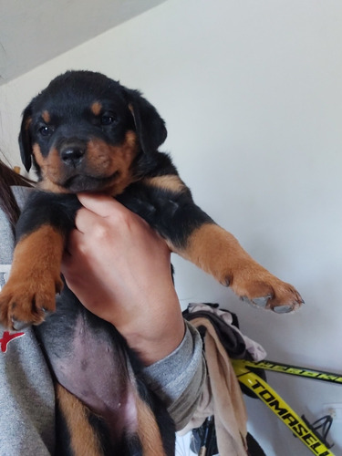 Imagen 3 de 5 de Vendo Hermosos Cachorros Rottwailer