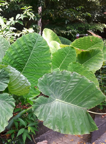 500 Semillas De Alocasia Colores Variados + Abono De Regalo