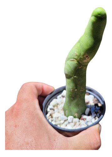 Trichocereus Bridgesii Monstruoso. Cactus Penis.coleccion