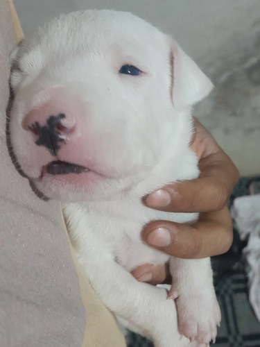 Cachorro Dogo Argentino