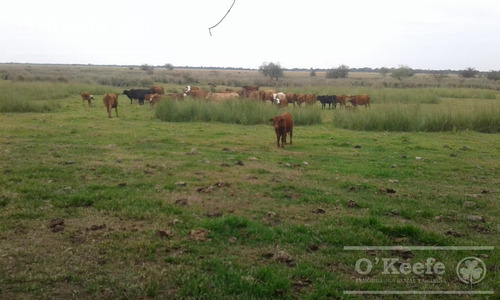 Campo En Venta De 300 Has Forestal - Ganadera R14 Corrientes -financiación