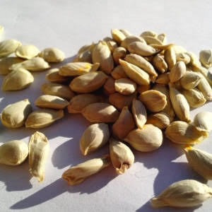 30 Semillas De Limon Mexicano (30 Unidades)