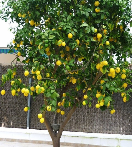 Limón Eureka