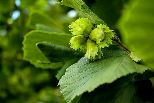 Holmquist Hazelnuts Avellanas Tostadas Secas | Sal Marina |