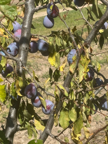 Finca A La Venta En San Rafel -gran Oportunidad