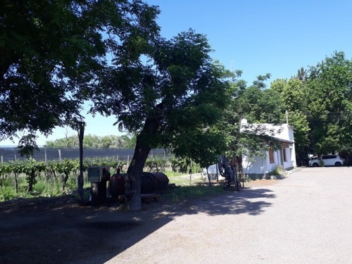 Vendo Bodega Con Viñedos Y Elaboración Propia