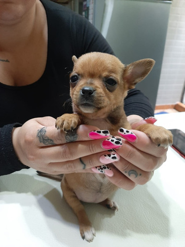 Chihuahua Mini Hembra Bellisima