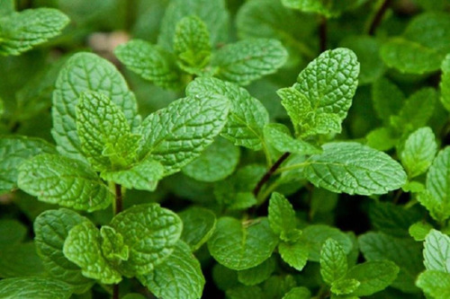 Sementes De Hortelã Menta