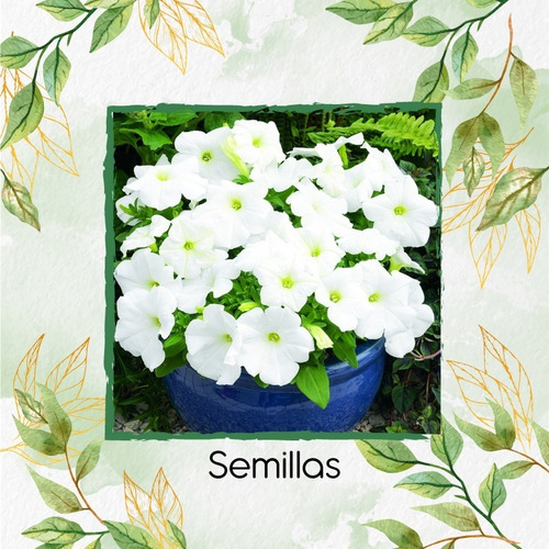 40 Semillas Flor Petunia Enana Blanca + Obs Germinación | MercadoLibre 40 Semillas Flor Petunia Enana Blanca + Obs Germinación | MercadoLibre