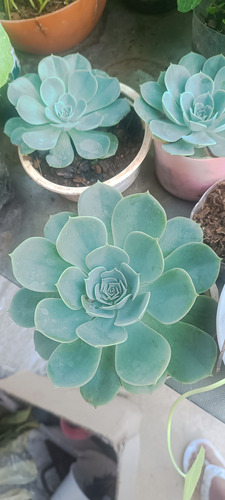 Plantas De Lochita, Suculentas, Yerbabuena Y Otras.