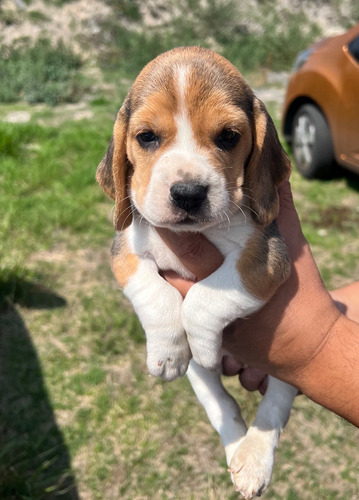Beagle Hermosos Cachorros Tricolor