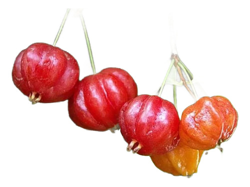 Planta Frutal Grumichama (cereza De Brasil)