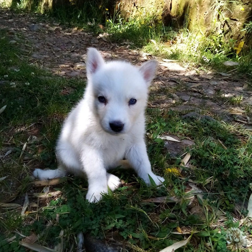 Cachorros Pomsky Lobo Miniatura Perros En Venta En Montería 