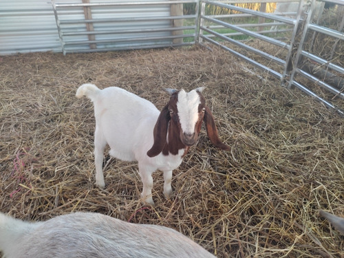 Cabras Cabritas Boer (2 Hembras)