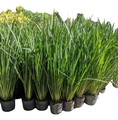 Dietes Brasilero - Planta Pleno Sol - Excelente Tamaño - 5lt