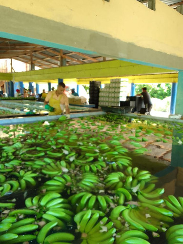 Finca En Venta Guayubín