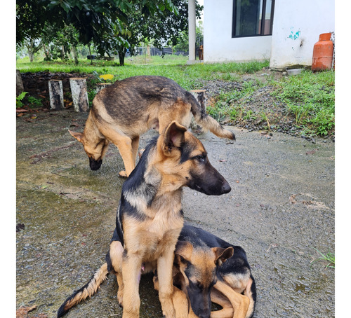 1 Cachorro Pastor Alemán Puro