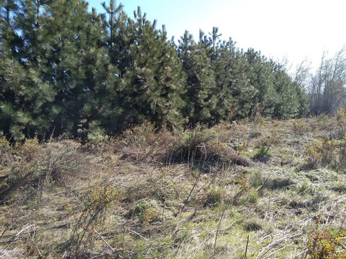 Imagen 3 de 9 de Lote Forestado Frente Al Lago Huechulafquen