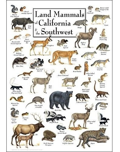Póster Mamíferos Terrestres De California Y El Suroeste 