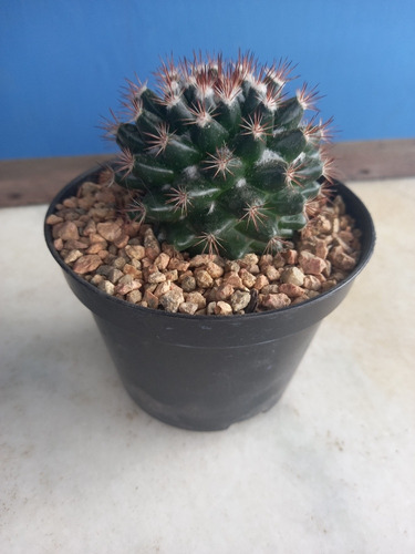Imagem 3 de 5 de Mudas Cactos Cactus Com Vaso P.11 Mammillaria Ritteriana