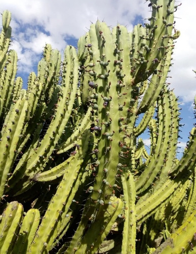 Garambullo, Myrtillocactus Geometrizans, 100 Semillas, Mp